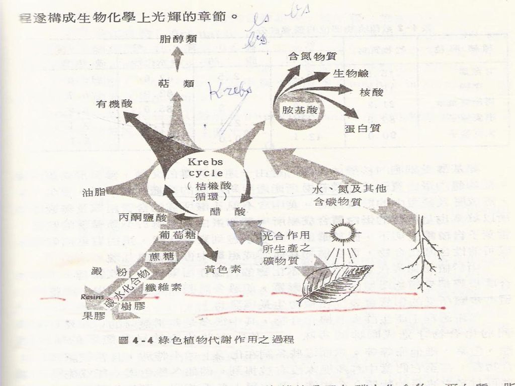 園藝生物 Ppt Download