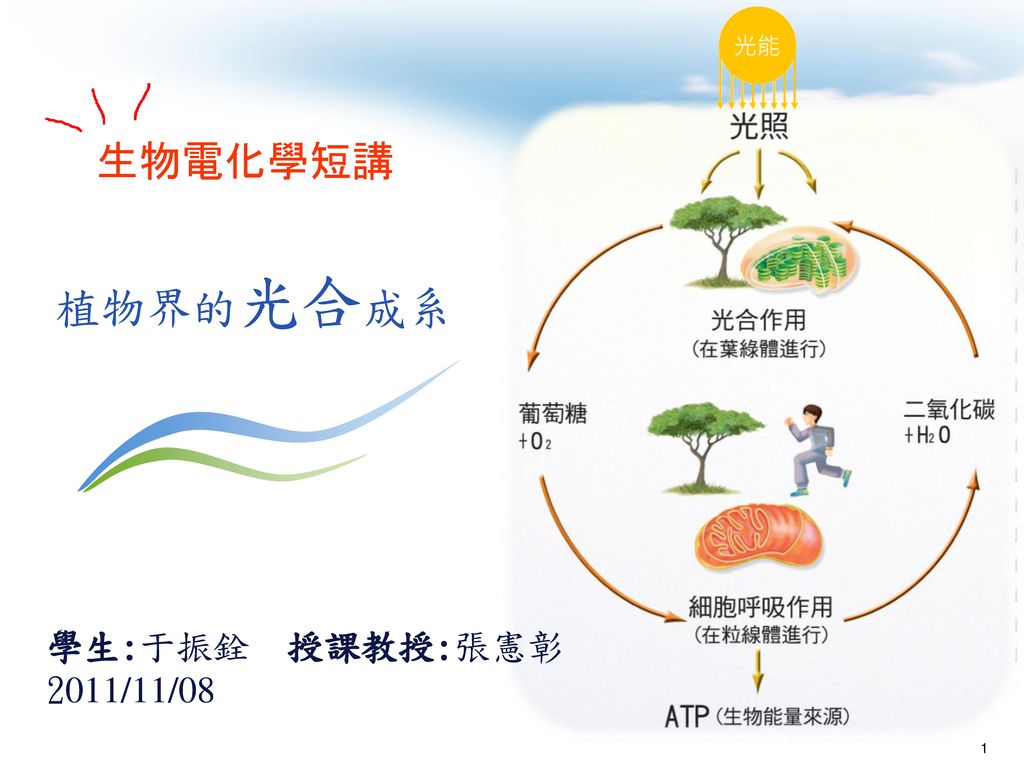 生物電化學短講植物界的光合成系學生 于振銓授課教授 張憲彰2011 11 Ppt Download