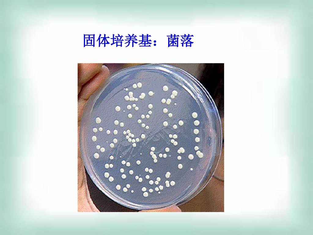 专题2微生物的培养与应用课题1微生物的实验室培养