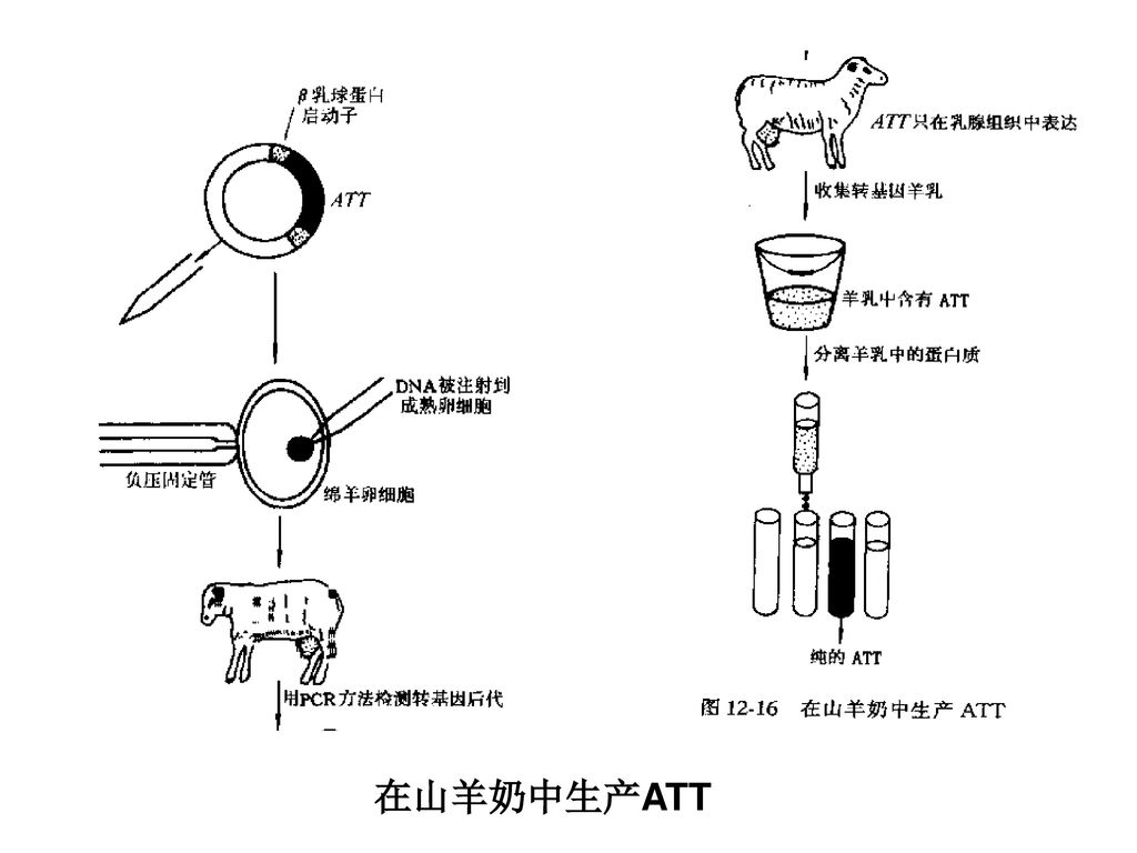 103                动物乳腺生物反应器