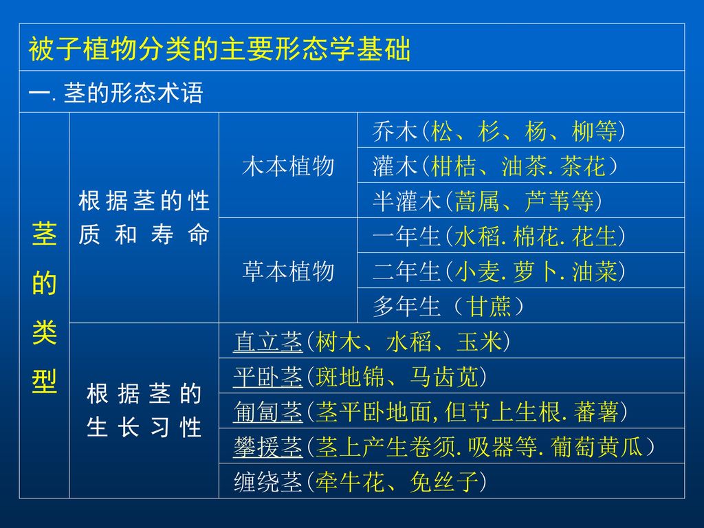 被子植物分类的主要形态学基础茎的类型一 茎的形态术语根据茎的性质和寿命木本植物乔木 松 杉 杨 柳等 灌木 柑桔 油茶 茶花 Ppt Download