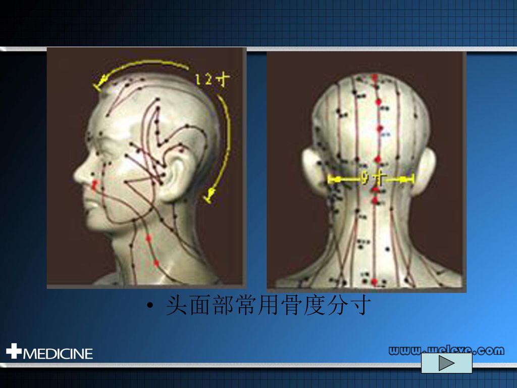 指寸定位法 頭面部常用骨度分寸 20