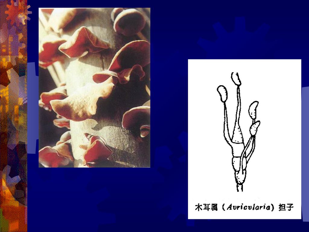 第五节担子菌亚门真菌 Basidiomycotina Ppt Download