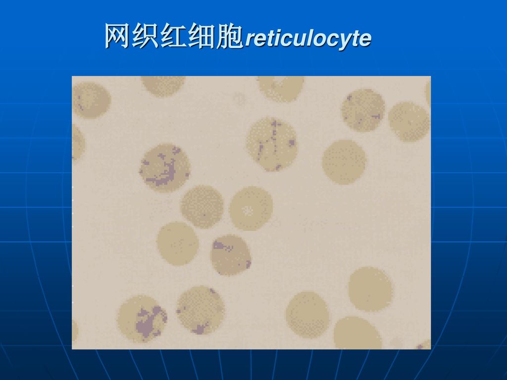 血液常規檢查 上海交通大學醫學院 丁磊 副教授. - ppt download