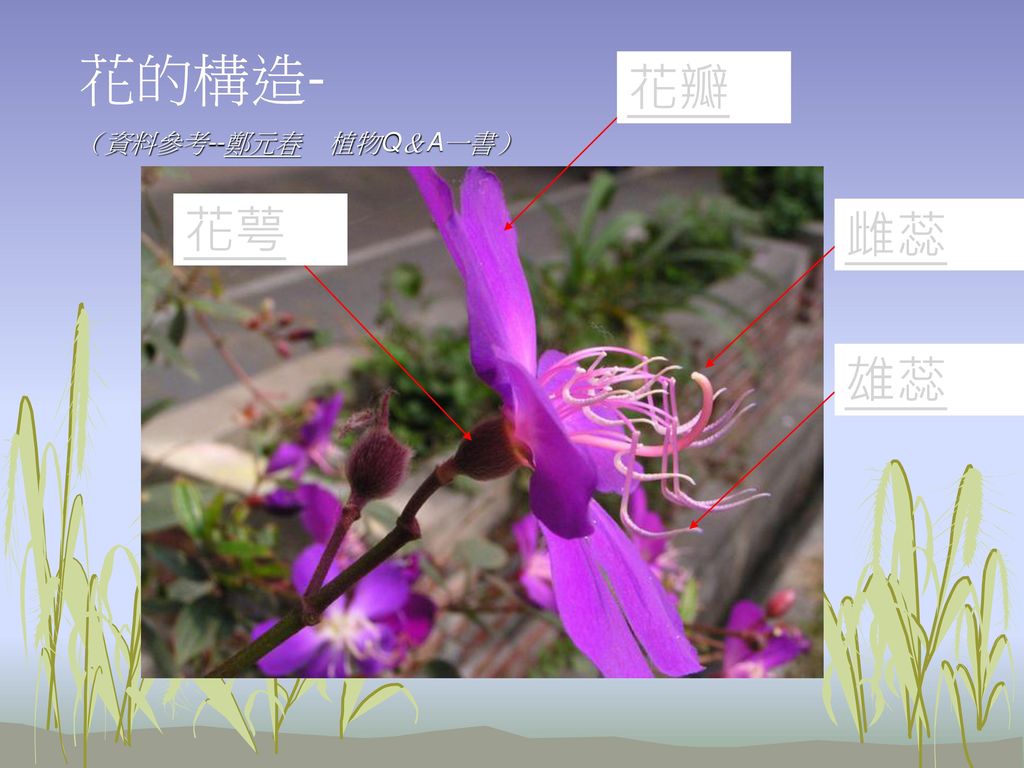 花的構造 資料參考 鄭元春植物q A一書 花瓣花萼雌蕊雄蕊 Ppt Download