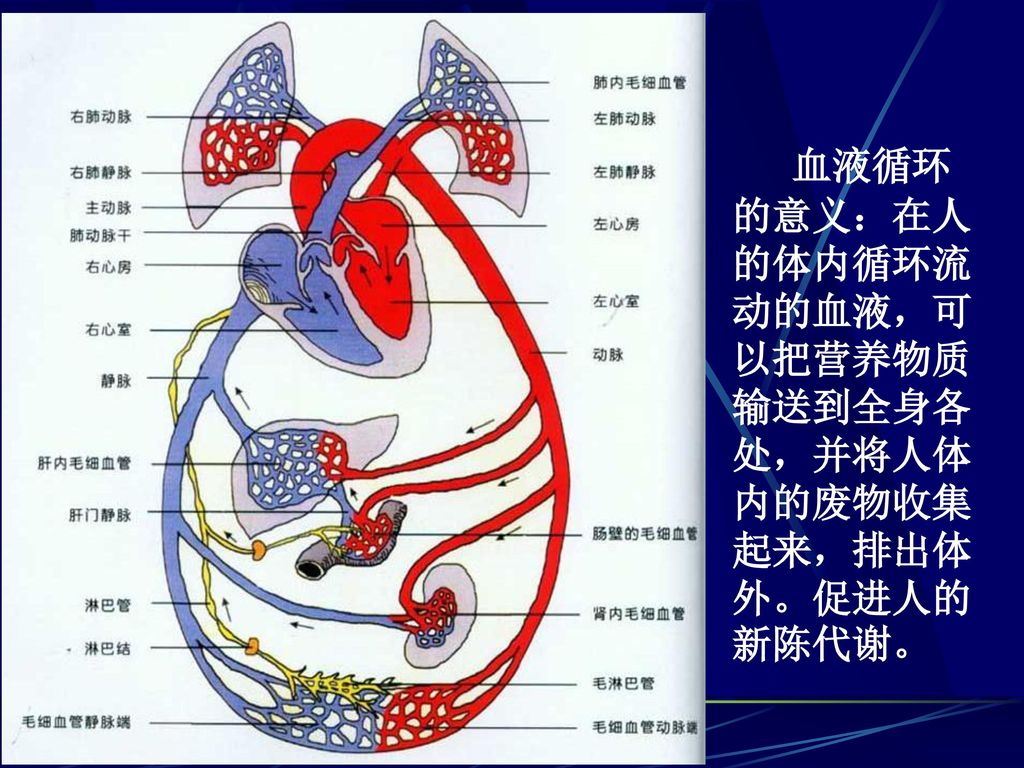 血液循环的意义 在人的体内循环流动的血液 可以把营养物质输送到全身各处 并将人体内的废物收集起来 排出体外 促进人的新陈代谢 Ppt Download