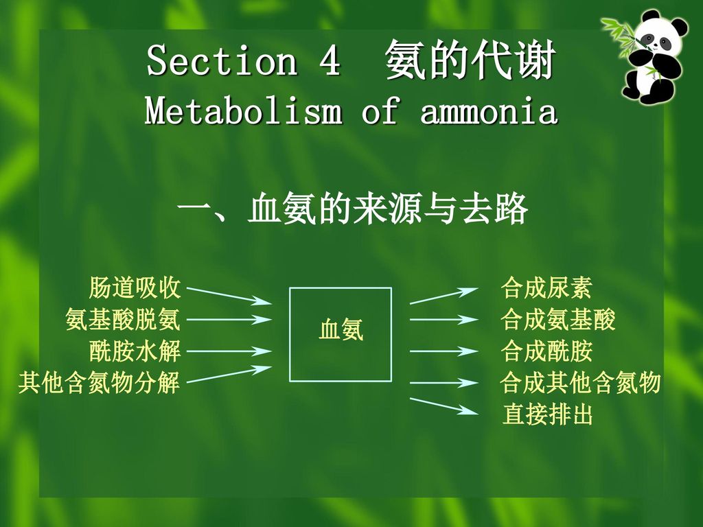 ① ⑤ ④ ⑥ ③ ② 氨基酸碳骨架進入三羧酸循環的途徑 草酰乙酸