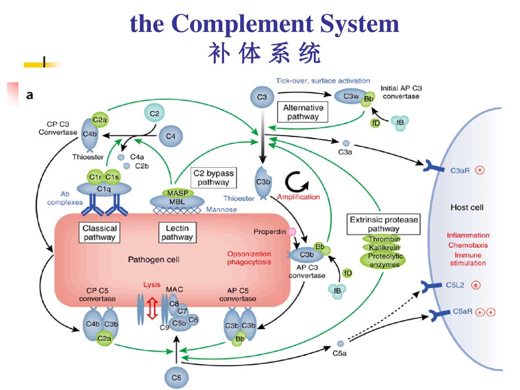 The Complement System 补体系统 Ppt Download