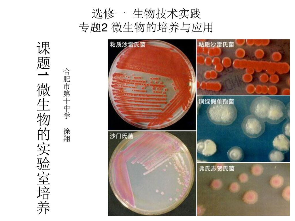 选修一生物技术实践专题2 微生物的培养与应用 Ppt Download