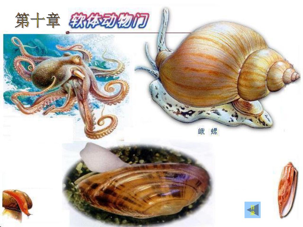 第九节软体动物门第十章目录 Ppt Download