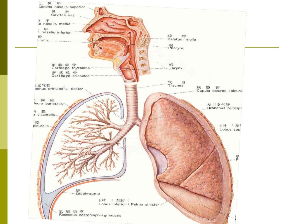 肺组胚图解图片