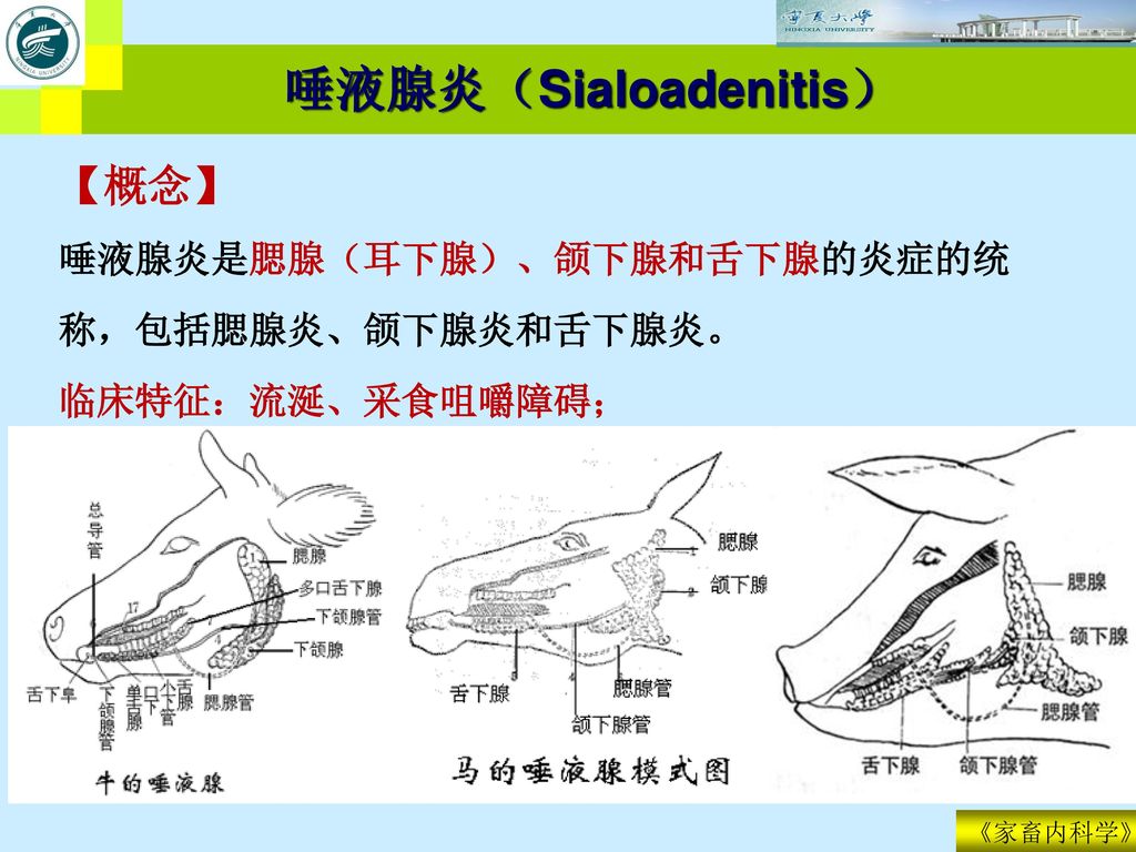 唾液腺炎 Sialoadenitis 概念 唾液腺炎是腮腺 耳下腺 颌下腺和舌下腺的炎症的统称 包括腮腺炎 颌下腺炎和舌下腺炎 Ppt Download