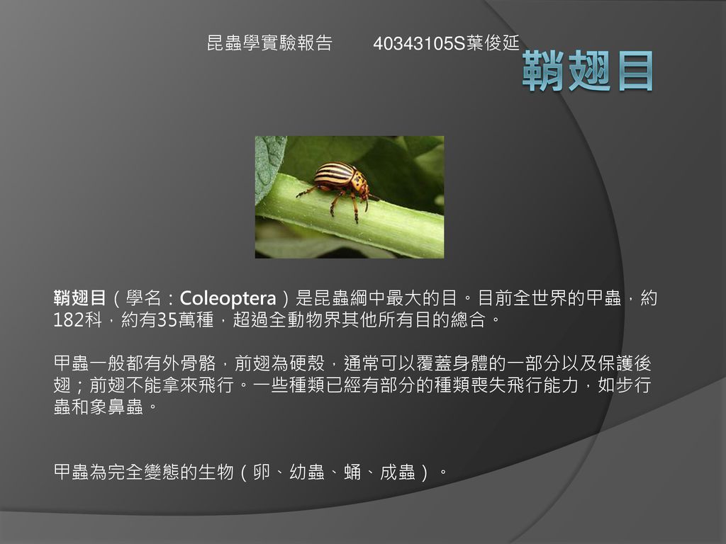 昆蟲學實驗報告s葉俊延鞘翅目鞘翅目 學名 Coleoptera 是昆蟲綱中最大的目 目前全世界的甲蟲 約1科 約有35萬種 超過全動物界其他所有目的總合 甲蟲一般都有外骨骼 前翅為硬殼 通常可以覆蓋身體的一部分以及保護後翅 前翅不能拿來飛行 一些種類已經有部分的