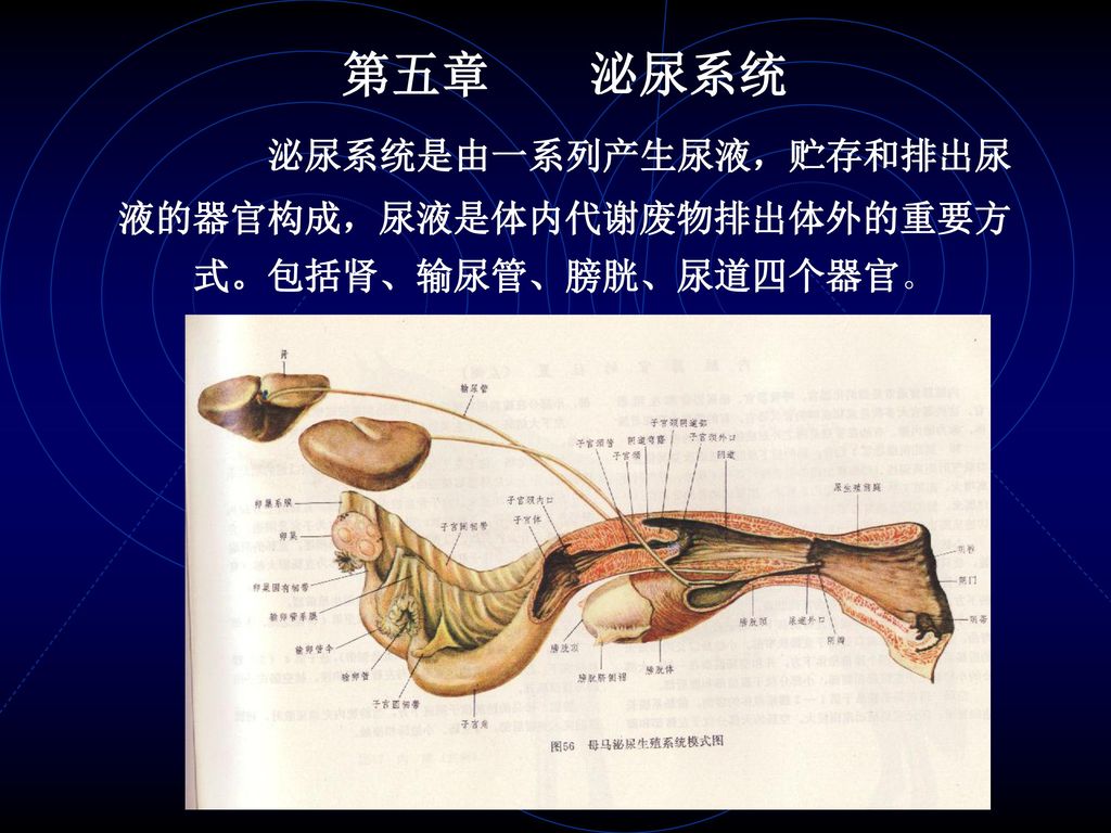 第五章 泌尿系统泌尿系统是由一系列产生尿液 贮存和排出尿液的器官构成 尿液是体内代谢废物排出体外的重要方式 包括肾 输尿管 膀胱 尿道四个器官 Ppt Download