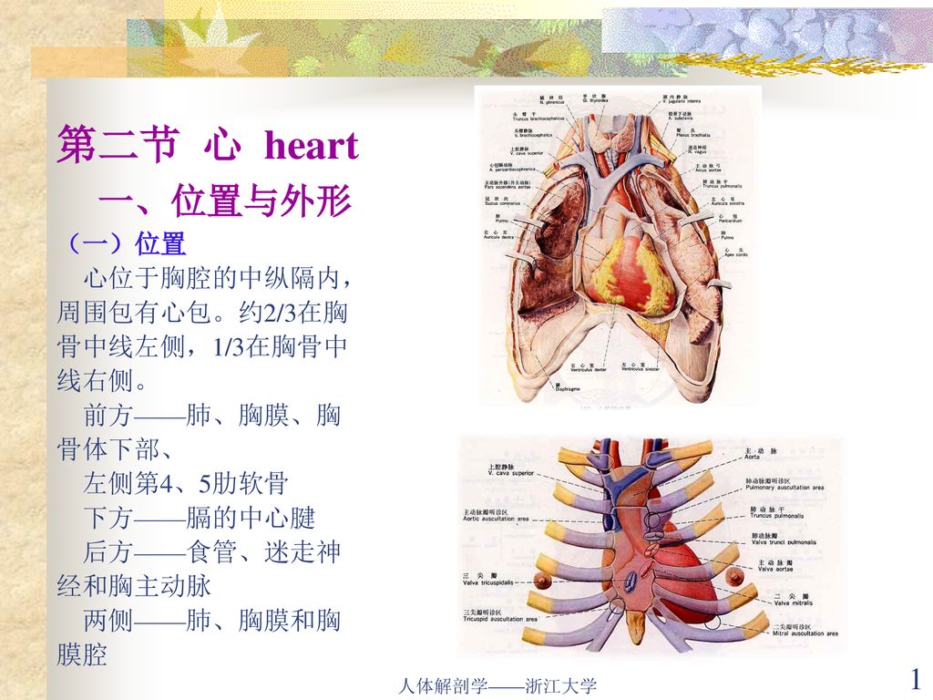 第二节心heart 一 位置与外形 一 位置心位于胸腔的中纵隔内 周围包有心包 约2 3在胸骨中线左侧 1 3在胸骨中线右侧 前方 肺 胸膜 胸骨体下部 左侧第4 5肋软骨下方 膈的中心腱后方 食管 迷走神经和胸主动脉 Ppt Download