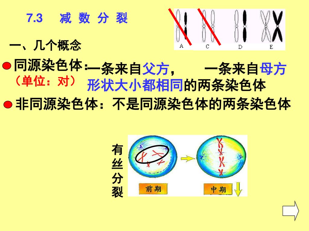 非同源染色体 不是同源染色体的两条染色体 Ppt Download