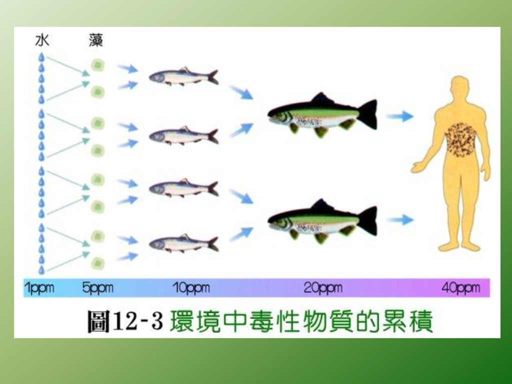 第一節族群和群集第二節生物間的交互作用第三節自然界物質的循環與能量的流動第四節生態系第五節討論