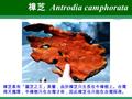 樟芝 Antrodia camphorata 樟芝素有「靈芝之王」美譽，由於樟芝只生長在牛樟樹上。台灣 得天獨厚，牛樟樹只在台灣才有，因此樟芝也只能在台灣採得。