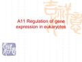 A11 Regulation of gene expression in eukaryotes 2  真核生物基因表达调控的特点 真核生物表达调控与原核生物的不同： （ 1 ）染色体结构不同； （ 2 ）原核生物具有正调控和负调控并重的特点，真核 生物目前已知的主要是正调控； （ 3 ）原核生物的转录和翻译是相偶联的，真核生物的.