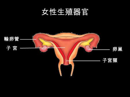 女性生殖器官 輸卵管 子 宮子 宮 卵巢 子宮頸. 男性生殖器官 陰莖 包皮 陰囊 輸精管 尿道 睪丸.