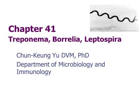 Chapter 41 Treponema, Borrelia, Leptospira Chun-Keung Yu DVM, PhD Department of Microbiology and Immunology.