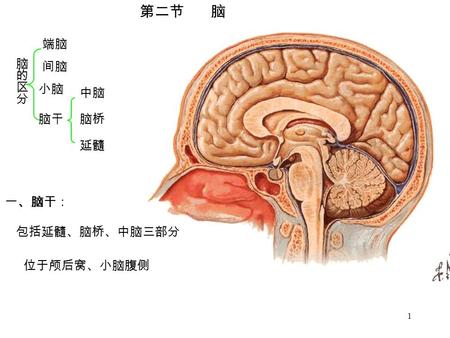 1 第二节 脑 端脑 间脑 中脑 延髓 小脑 脑干脑桥 包括延髓、脑桥、中脑三部分 位于颅后窝、小脑腹侧 一、脑干：