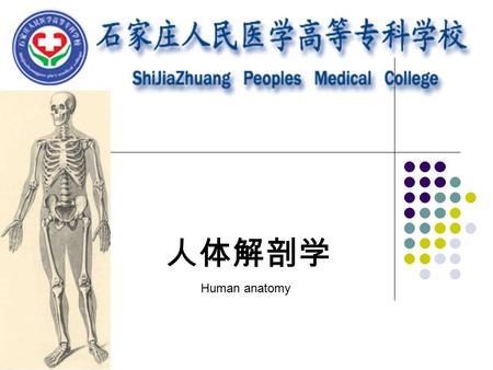 人体解剖学 Human anatomy. 内容回顾 1. 运动系统组成 2. 运动系统功能 3. 骨的分类（按所在部位、形态） 4. 骨的构造 5. 骨的化学成分 有机质： 无机质：