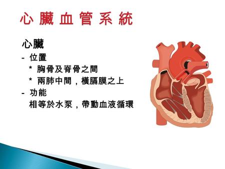 心臟 - 位置 * 胸骨及脊骨之間 * 兩肺中間，橫膈膜之上 - 功能 相等於水泵，帶動血液循環.