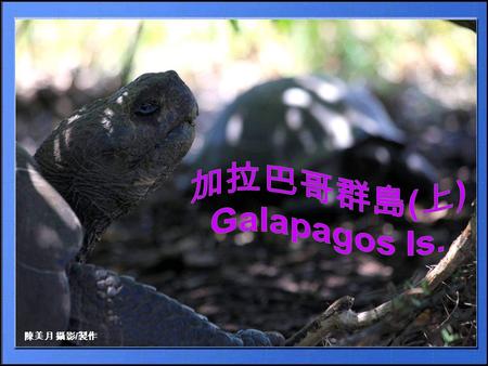 陳美月 攝影 / 製作 1535 年 3 月 10 日一艘搭載巴拿馬主教多馬斯培蘭嘉的商船, 計劃從巴拿馬航向秘魯, 途中遭遇變化莫測的強勁海流, 導致西向偏航, 意外發現這群島, 並向西班牙國王報告島上有許多大烏龜, 即象龜, 「加拉巴哥 Galapagos 」西班牙語也就是龜之島的意思. 群島有時還冒著火山濃煙,
