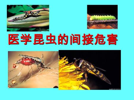 医学昆虫的间接危害. 医学昆虫对人类健康的危害 一、医学昆虫对人类的直接危害方式 一、医学昆虫对人类的直接危害方式 1. 吸血、骚扰： 如蚊、蝇 2. 毒害： 如蜈蚣、隐翅虫 二、间接危害 二、间接危害（传播病原体） 3. 寄生： 如疥螨、蝇幼虫 4. 过敏反应： 如尘螨.
