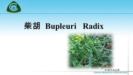 柴胡 Bupleuri Radix. [ 来源 ] 本品为伞形科植物华柴胡 Bupleurum chinense DC. 习 称 “ 北柴胡 ” ( 硬柴胡） 狭叶柴胡 B.scorzonerifolium Willd. 的干燥根。习称 “ 南柴 胡 ” ( 红柴胡 ) 的干燥根。