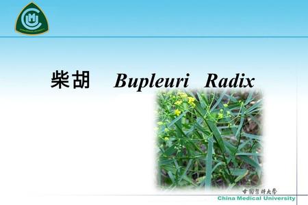 柴胡 Bupleuri Radix [ 来源 ] 本品为伞形科植物华柴胡 Bupleurum chinense DC. 习称 “ 北柴胡 ” ( 硬柴胡） 狭叶柴胡 B.scorzoneri folium Willd. 的干燥根。 习称 “ 南柴胡 ” ( 红柴胡 ) 。