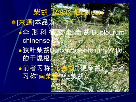 柴胡 Radix Bupleuri [ 来源 ] 本品为 伞形科植物北柴胡 Bupleurum chinense DC. 狭叶柴胡 B.scorzonerifolium Willd. 的干燥根。 前者习称 “ 北柴胡 ” ( 硬柴胡 ) ，后者 习称 “ 南柴胡 ” ( 红柴胡 ) 。