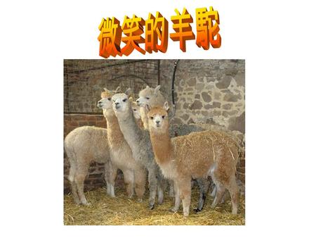 近年來，中國出現一種叫「草泥馬」的動物，草泥馬的本尊、真身、或原型， 其實就是一種叫做「羊駝」的動物。 「草泥馬」這個名稱的起源，可能純粹是中國網民的惡搞，也有人認為 2009 年中共發起整治「網際網路低俗之風」專項行動，大量網站因為「低俗」而 被叫停，髒話被屏蔽，引發一些網民的不滿，於是網民發明了用「草泥馬」