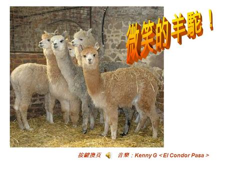 按鍵換頁 音樂： Kenny G ＜ El Condor Pasa ＞ 近年來，中國出現一種叫「草泥馬」的動物，草泥馬的本尊、真身、或原型 ，其實就是一種叫做「羊駝」的動物。 「草泥馬」這個名稱的起源，可能純粹是中國網民的惡搞，也有人認為 2009 年中共發起整治「網際網路低俗之風」專項行動，大量網站因為「低俗」而.