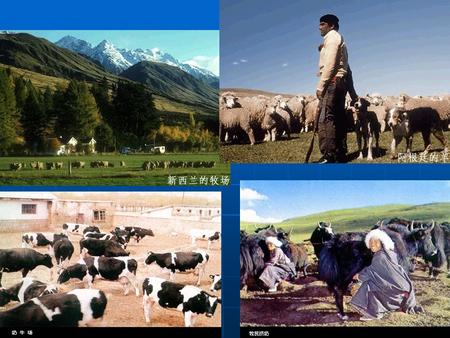 第三章 农业地域的形成与发展 第三节 以畜牧业为主的 农业地域类型 1. 世界大牧场放牧业的分布和特点 美国 阿根廷 澳大利亚 新西兰 南非 一、大牧场放牧业 一种面向市场的农业区地域类型。