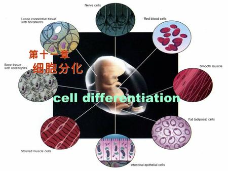 第十一章 细胞分化 cell differentiation. 第一节 概述 多细胞有机体由各种 不同类型的细胞组成， 所有这些细胞都来自 一个受精卵。 细胞分裂增加细胞的 数量； 细胞分化增加细胞的 种类。 哺乳动物卵细胞的受精过程.