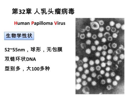 52~55nm ，球形，无包膜 双链环状 DNA 型别多，大 100 多种 第 32 章 人乳头瘤病毒 Human Papilloma Virus 生物学性状.
