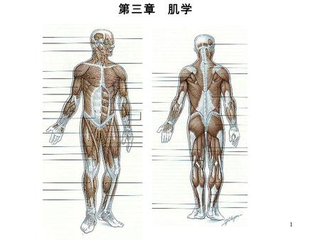 1 第三章 肌学. 2 第一节 总论 一、肌的形态和构造 肌腹 肌腱 腱划 阔肌 腱膜 轮匝肌 二腹肌.