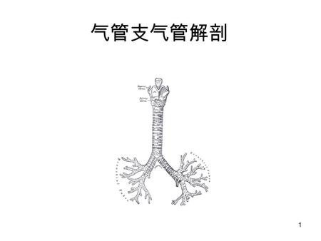 1 气管支气管解剖 2 气管解剖 气管是个圆柱形管腔，位于第六颈椎至第五胸椎之间。它 往下走的时候随着椎体的弧度，近气管分叉的地方，它略向右 偏曲。 总长 : 10-12 cm ； 16-20 软骨环 颈段气管：环状软骨 - 胸骨上窝， 7-8 个软骨环，内径 胸段气管：胸骨上窝 - 气管隆嵴，