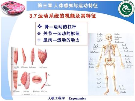 人机工程学 Ergonomics 第三章 人体感知与运动特征 3.7 运动系统的机能及其特征  骨 — 运动的杠杆  关节 — 运动的枢纽  肌肉 — 运动的动力.