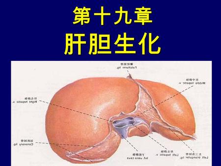 第十九章 肝胆生化. 第一节 概述 （ 1 ）具有两条入肝的血管：肝动脉和 门静脉； （ 2 ）具有两条输出道路：肝静脉和胆 道系统； （ 3 ）肝内有丰富肝血窦； （ 4 ）肝细胞内含有丰富细胞器。 肝脏在形态结构上的特点.