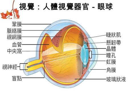 視覺：人體視覺器官－眼球. 眼球的構造 眼球：眼球壁可分為三層： – 鞏膜 – 脈絡膜 – 角膜 眼球的附屬構造 – 眼瞼：防止強光及異物進入 – 淚腺：位於上眼瞼內側，可 分泌淚液滋潤眼球.