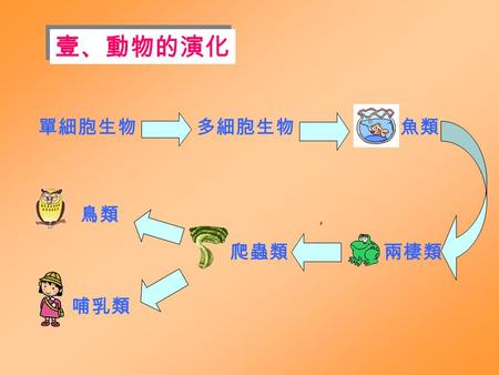 壹、動物的演化 單細胞生物多細胞生物 兩棲類爬蟲類 鳥類 哺乳類 魚類 動物界 脊椎動物亞門 頭索動物亞門 尾索動物亞門 脊索動物門 其他約二十七門 兩棲綱 兩棲綱 哺乳綱 哺乳綱 爬蟲綱 魚綱 鳥綱.