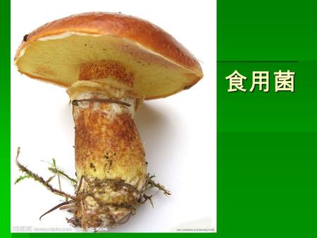 食用菌 食用菌. 草菇 香菇 金针菇 木耳 观察蘑菇观察蘑菇观察蘑菇观察蘑菇 蘑菇的结构.