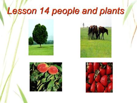 Lesson 14 people and plants. Think about it ［讨论］ 1 Which do you eat more, plants or meat? 2 Can we live without plants? Why or why not?