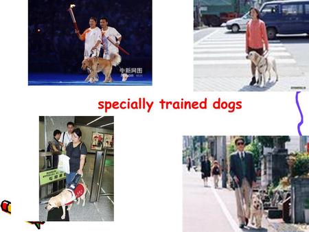 Specially trained dogs. Reading I’ll send you a photo of Lucky. What is Lucky? It’s the name of a dog.