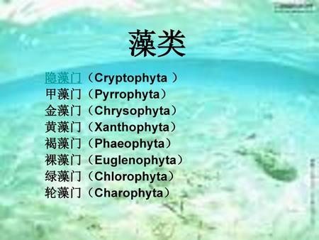 藻类 隐藻门（Cryptophyta ） 甲藻门（Pyrrophyta） 金藻门（Chrysophyta） 黄藻门（Xanthophyta）
