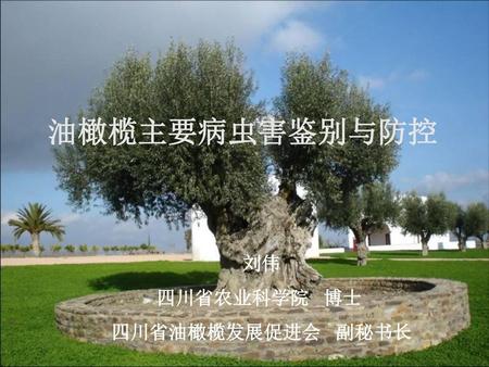 油橄榄主要病虫害鉴别与防控 刘伟 四川省农业科学院 博士 四川省油橄榄发展促进会 副秘书长.