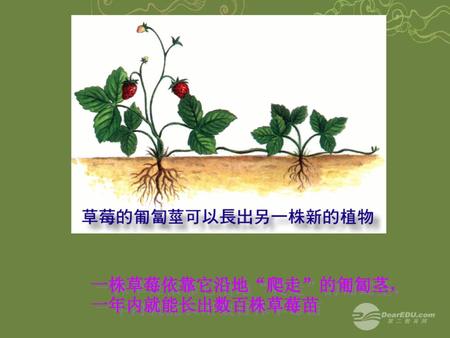 一株草莓依靠它沿地“爬走”的匍匐茎，一年内就能长出数百株草莓苗
